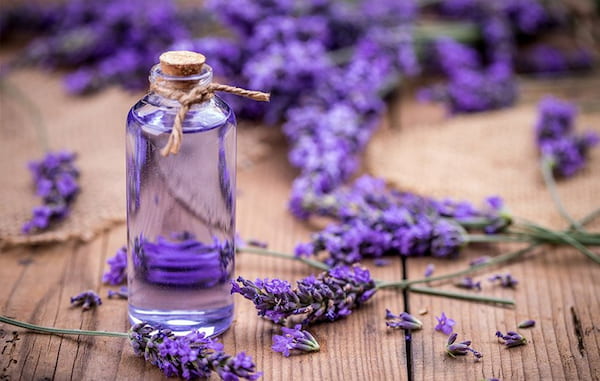 تصویر 5 از قیمت اسانس گیاه اسطوخودوس + خرید باور نکردنی